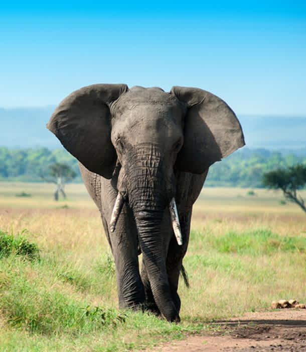 What is an elephant ?